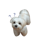 MALTESE MIMI（個別スタンプ：21）