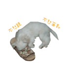 MALTESE MIMI（個別スタンプ：22）
