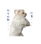 MALTESE MIMI（個別スタンプ：23）