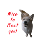 Huutang is my wife's dog.（個別スタンプ：2）