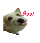 Huutang is my wife's dog.（個別スタンプ：3）