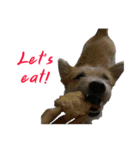 Huutang is my wife's dog.（個別スタンプ：4）