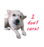 Huutang is my wife's dog.（個別スタンプ：5）