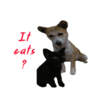 Huutang is my wife's dog.（個別スタンプ：6）