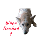 Huutang is my wife's dog.（個別スタンプ：7）