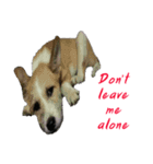 Huutang is my wife's dog.（個別スタンプ：8）