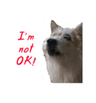 Huutang is my wife's dog.（個別スタンプ：10）