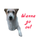 Huutang is my wife's dog.（個別スタンプ：13）