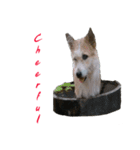Huutang is my wife's dog.（個別スタンプ：14）