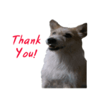 Huutang is my wife's dog.（個別スタンプ：16）
