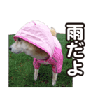 柴犬ゆう太（個別スタンプ：1）