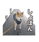 柴犬ゆう太（個別スタンプ：11）