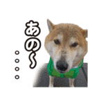 柴犬ゆう太（個別スタンプ：12）