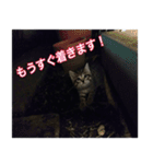 癒しの可愛い猫ちゃんスタンプ（個別スタンプ：1）