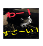 癒しの可愛い猫ちゃんスタンプ（個別スタンプ：2）