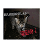 癒しの可愛い猫ちゃんスタンプ（個別スタンプ：3）