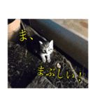 癒しの可愛い猫ちゃんスタンプ（個別スタンプ：4）