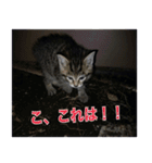 癒しの可愛い猫ちゃんスタンプ（個別スタンプ：5）