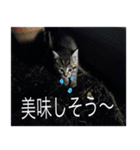 癒しの可愛い猫ちゃんスタンプ（個別スタンプ：8）
