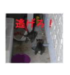 癒しの可愛い猫ちゃんスタンプ（個別スタンプ：9）