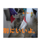 癒しの可愛い猫ちゃんスタンプ（個別スタンプ：10）
