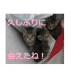 癒しの可愛い猫ちゃんスタンプ（個別スタンプ：11）