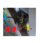 癒しの可愛い猫ちゃんスタンプ（個別スタンプ：12）