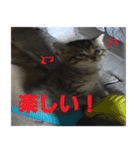 癒しの可愛い猫ちゃんスタンプ（個別スタンプ：13）