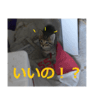 癒しの可愛い猫ちゃんスタンプ（個別スタンプ：14）
