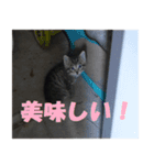 癒しの可愛い猫ちゃんスタンプ（個別スタンプ：15）