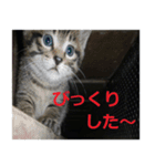 癒しの可愛い猫ちゃんスタンプ（個別スタンプ：16）