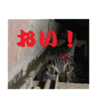 癒しの可愛い猫ちゃんスタンプ（個別スタンプ：17）
