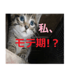 癒しの可愛い猫ちゃんスタンプ（個別スタンプ：19）