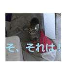 癒しの可愛い猫ちゃんスタンプ（個別スタンプ：20）
