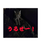 癒しの可愛い猫ちゃんスタンプ（個別スタンプ：21）
