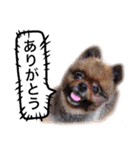 ポメラニアン・クッキーの喜怒哀楽（個別スタンプ：1）