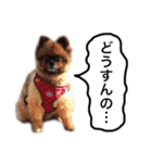 ポメラニアン・クッキーの喜怒哀楽（個別スタンプ：3）