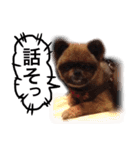 ポメラニアン・クッキーの喜怒哀楽（個別スタンプ：4）