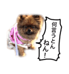 ポメラニアン・クッキーの喜怒哀楽（個別スタンプ：7）