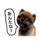 ポメラニアン・クッキーの喜怒哀楽（個別スタンプ：8）