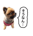 ポメラニアン・クッキーの喜怒哀楽（個別スタンプ：9）