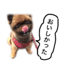 ポメラニアン・クッキーの喜怒哀楽（個別スタンプ：10）