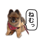 ポメラニアン・クッキーの喜怒哀楽（個別スタンプ：12）