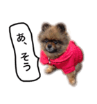 ポメラニアン・クッキーの喜怒哀楽（個別スタンプ：13）