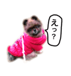 ポメラニアン・クッキーの喜怒哀楽（個別スタンプ：14）