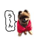 ポメラニアン・クッキーの喜怒哀楽（個別スタンプ：15）