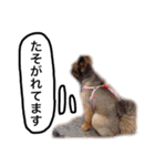 ポメラニアン・クッキーの喜怒哀楽（個別スタンプ：16）