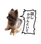 ポメラニアン・クッキーの喜怒哀楽（個別スタンプ：18）