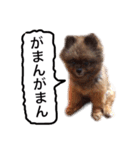 ポメラニアン・クッキーの喜怒哀楽（個別スタンプ：19）