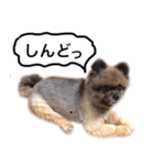 ポメラニアン・クッキーの喜怒哀楽（個別スタンプ：21）